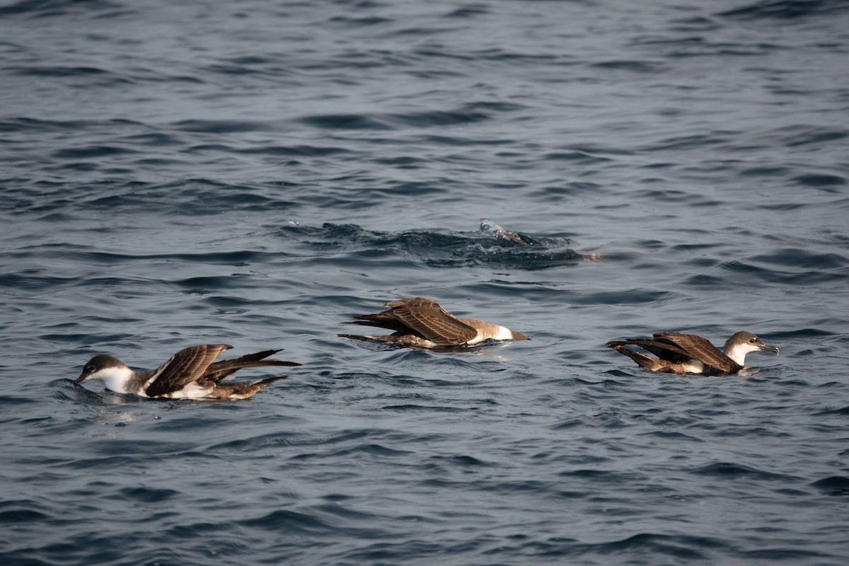 Great Shearwater - ML642988409