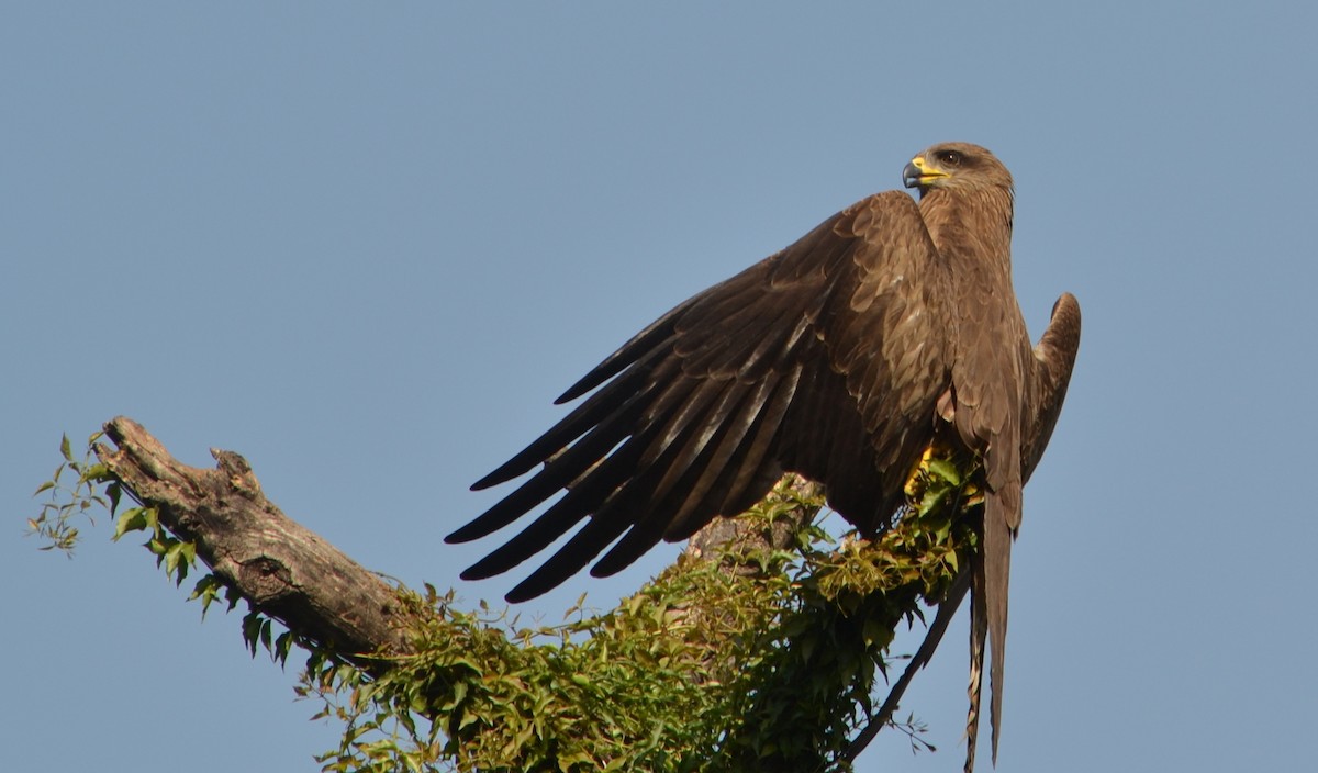 Black Kite - ML642988414