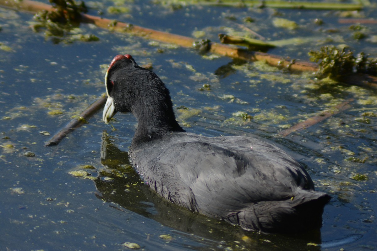 Red-knobbed Coot - ML642988427