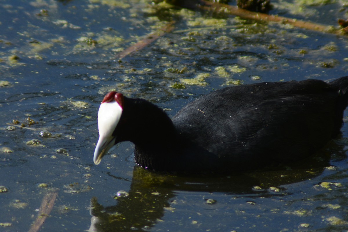 Red-knobbed Coot - ML642988428