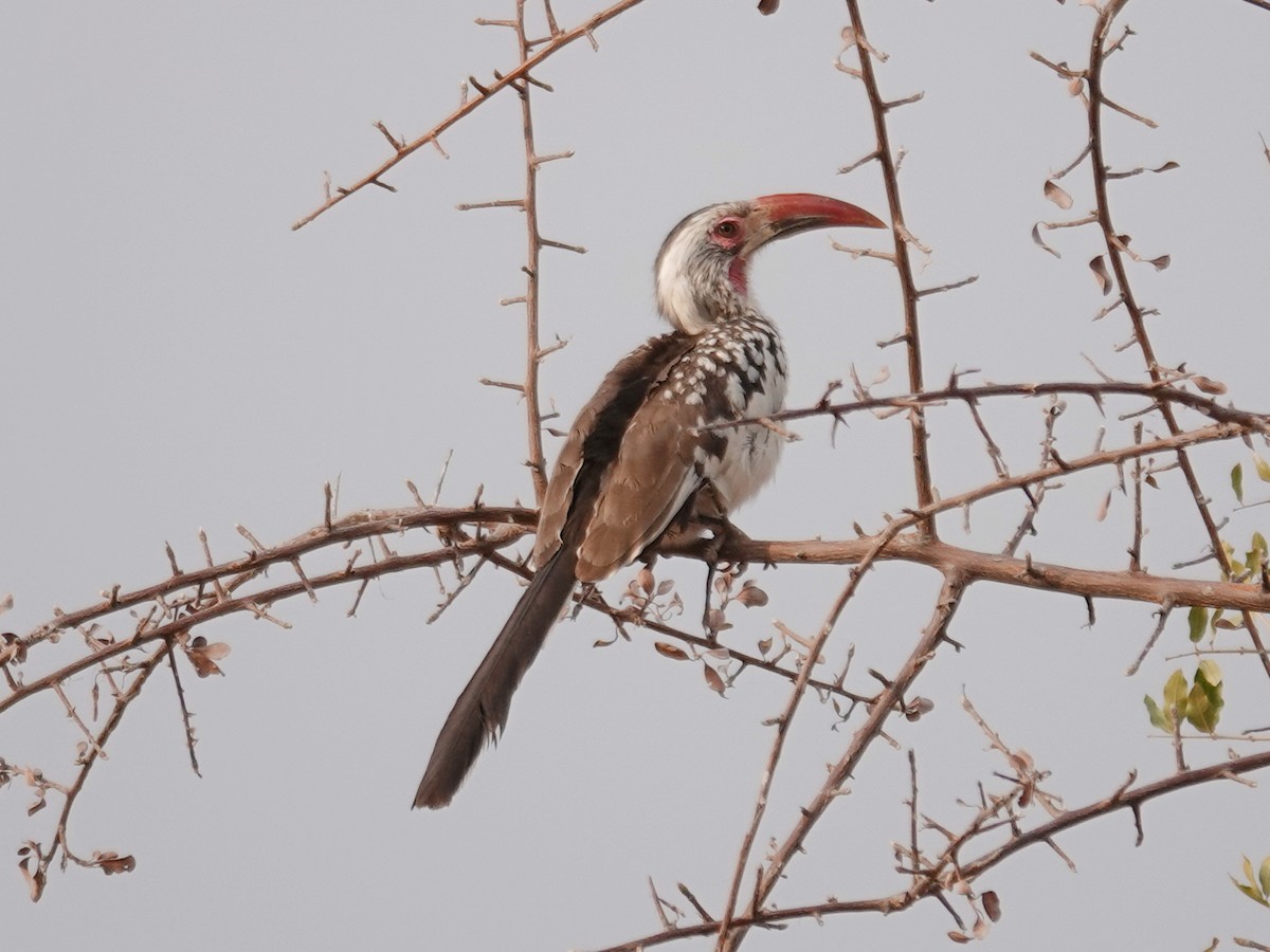Southern Red-billed Hornbill - ML642988441