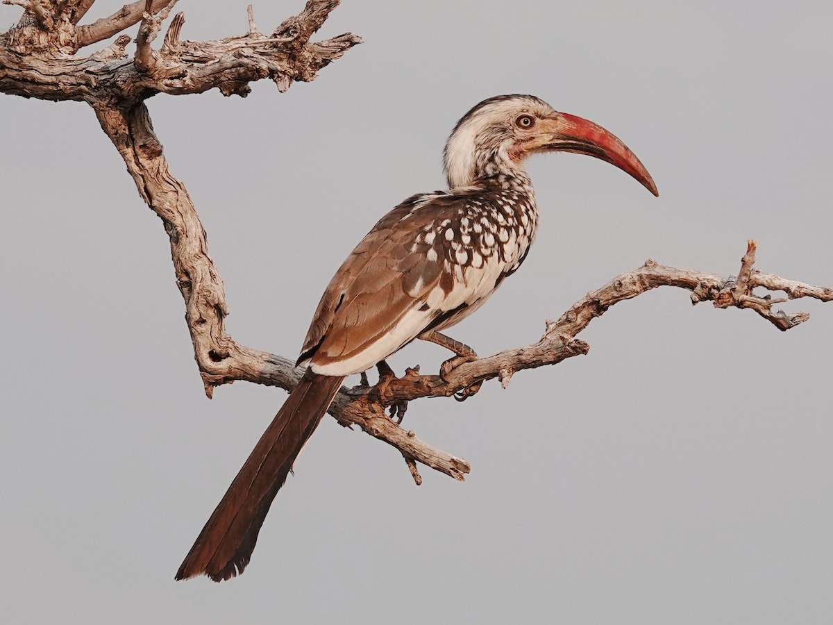 Southern Red-billed Hornbill - ML642988442