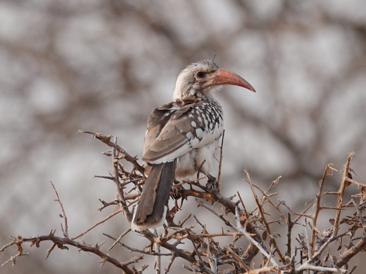 Southern Red-billed Hornbill - ML642988443