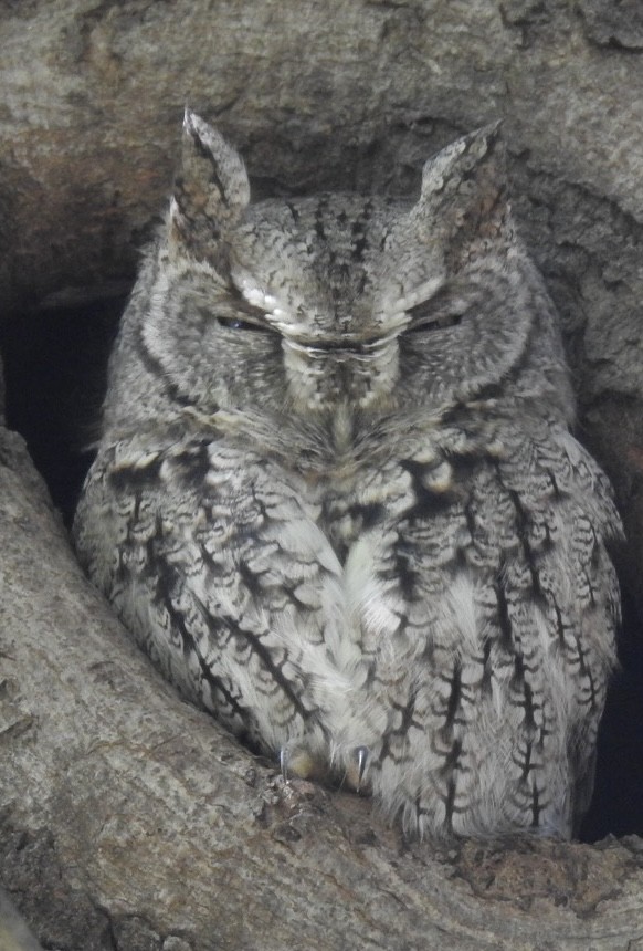 Eastern Screech-Owl - ML642988460