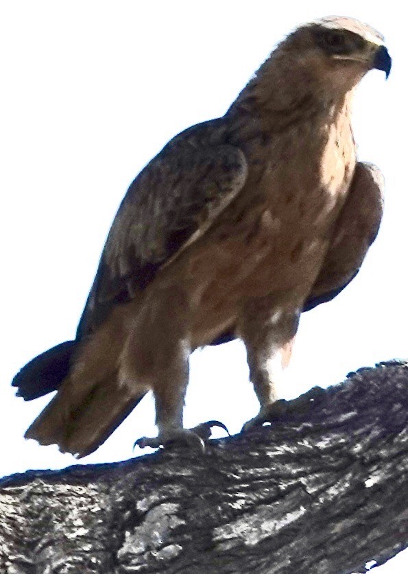 savanneørn - ML642988485