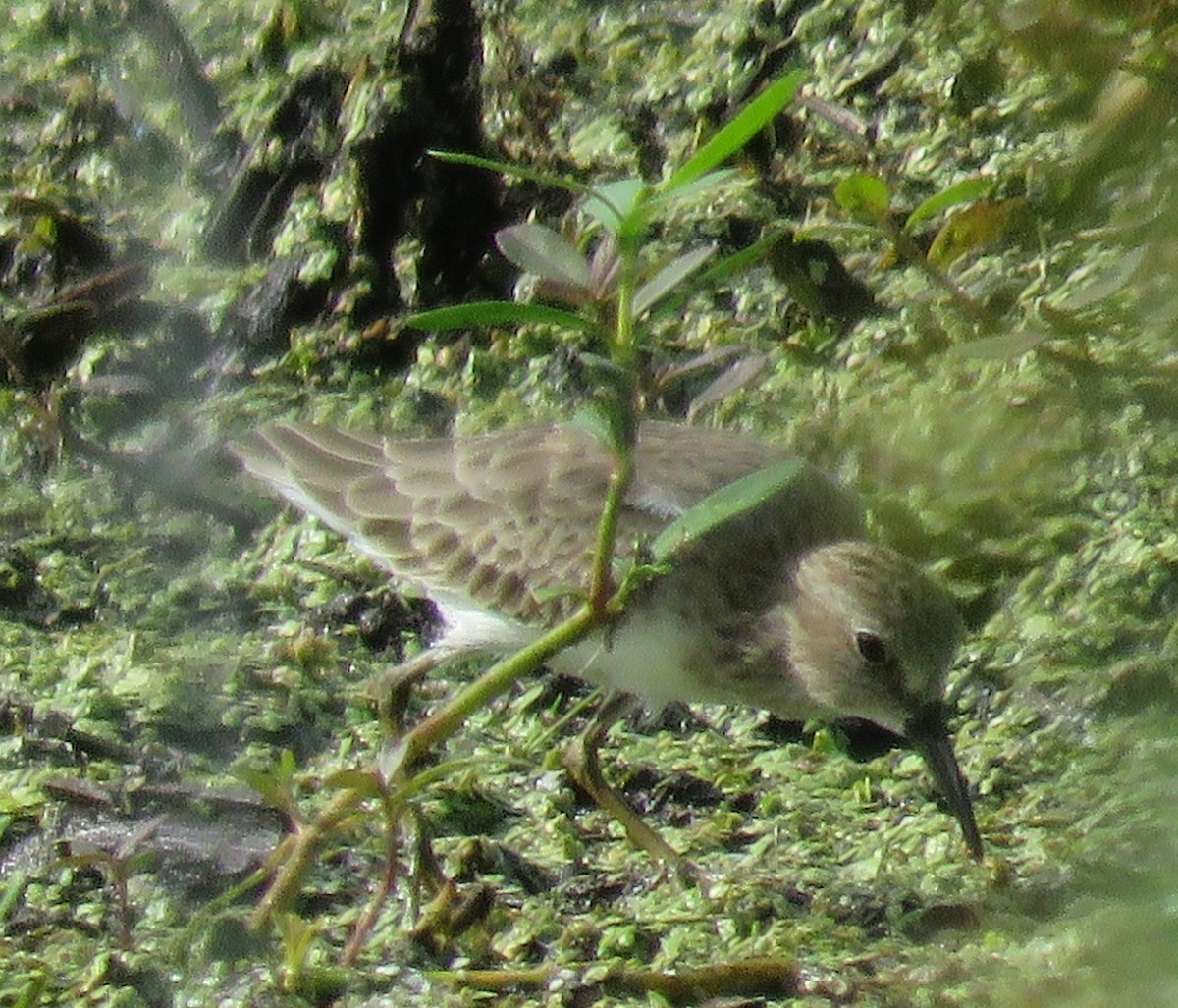 pygmésnipe - ML642988501