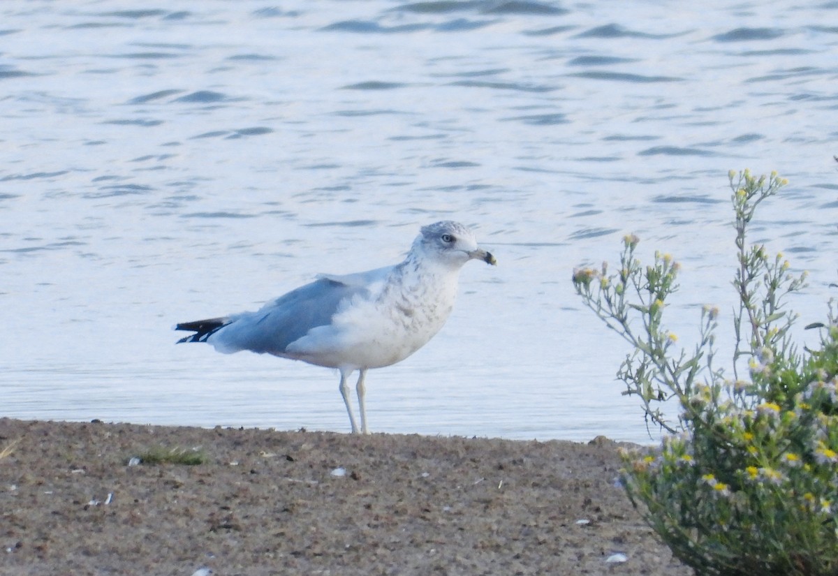 Ring-billed Gull - ML642988527