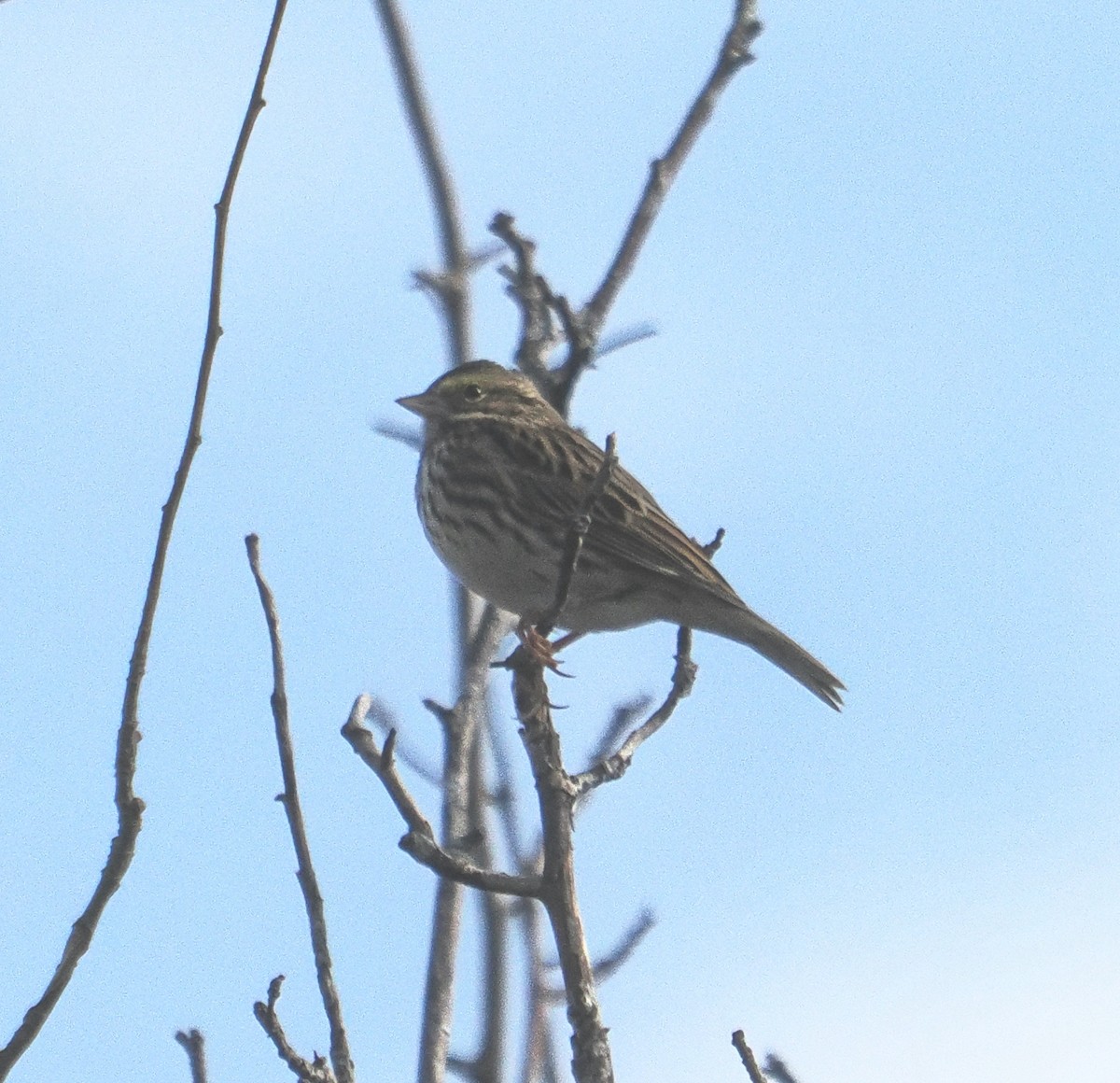 Savannah Sparrow - ML642988541