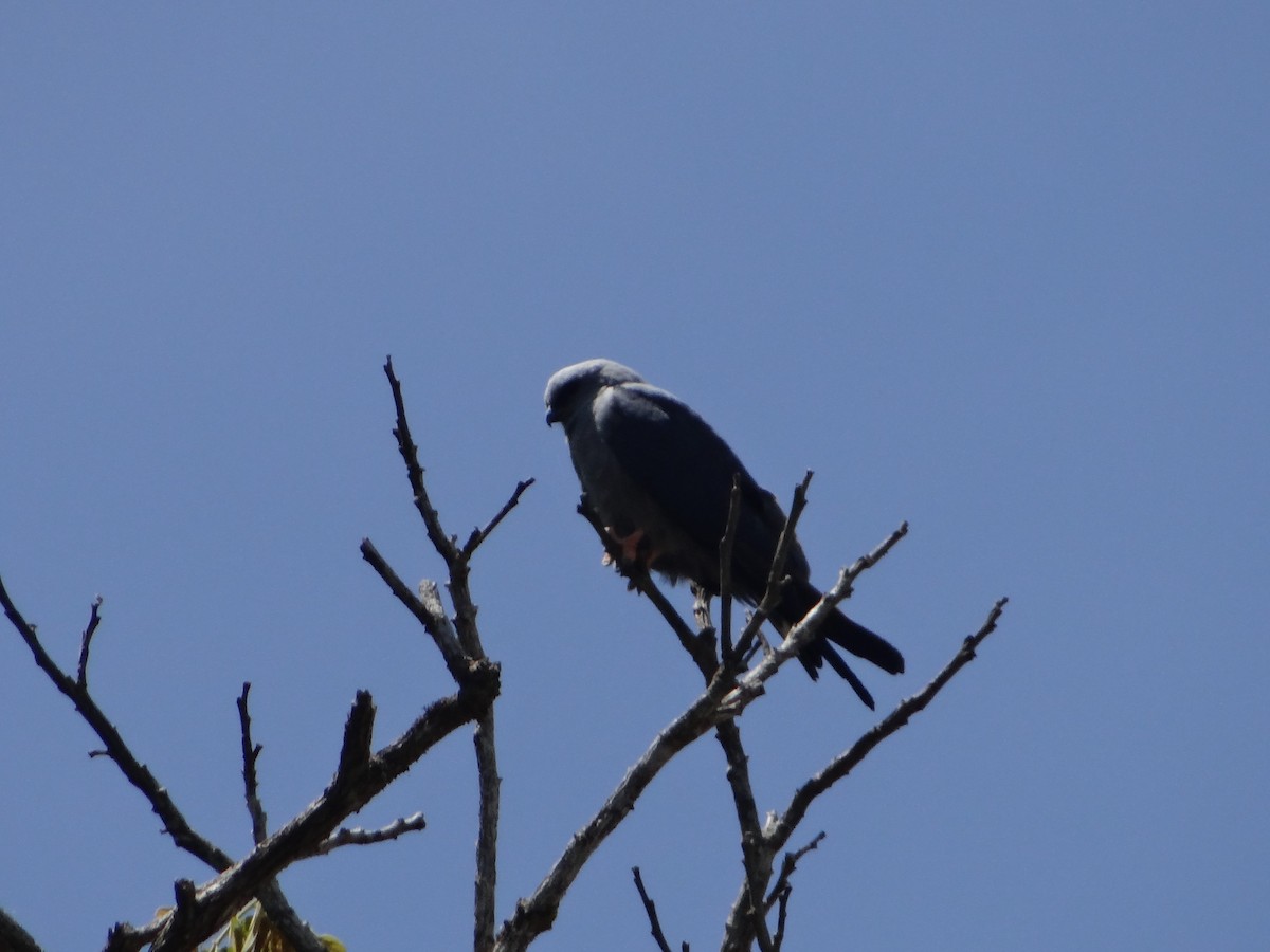 Plumbeous Kite - ML642988542