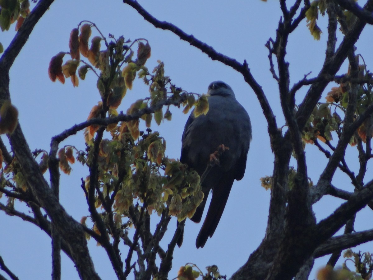 Plumbeous Kite - ML642988543