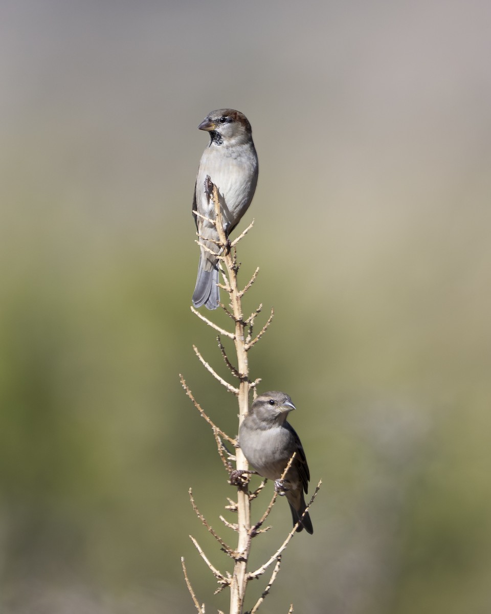 House Sparrow - ML642988554
