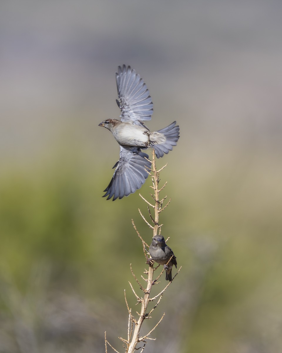 House Sparrow - ML642988564