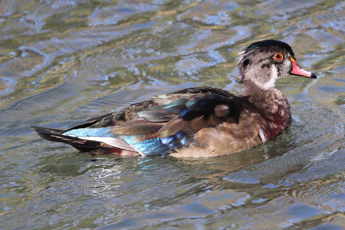 Wood Duck - ML642988565