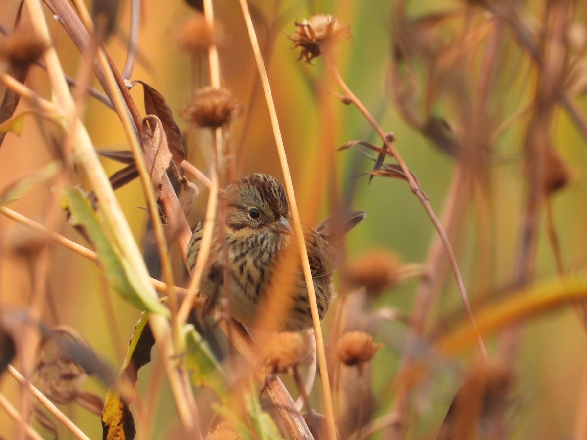 Lincoln's Sparrow - ML642988566