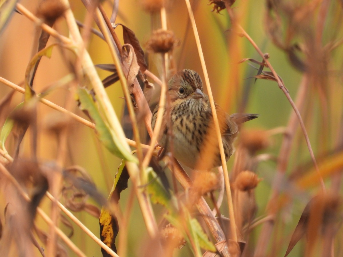 Lincoln's Sparrow - ML642988567