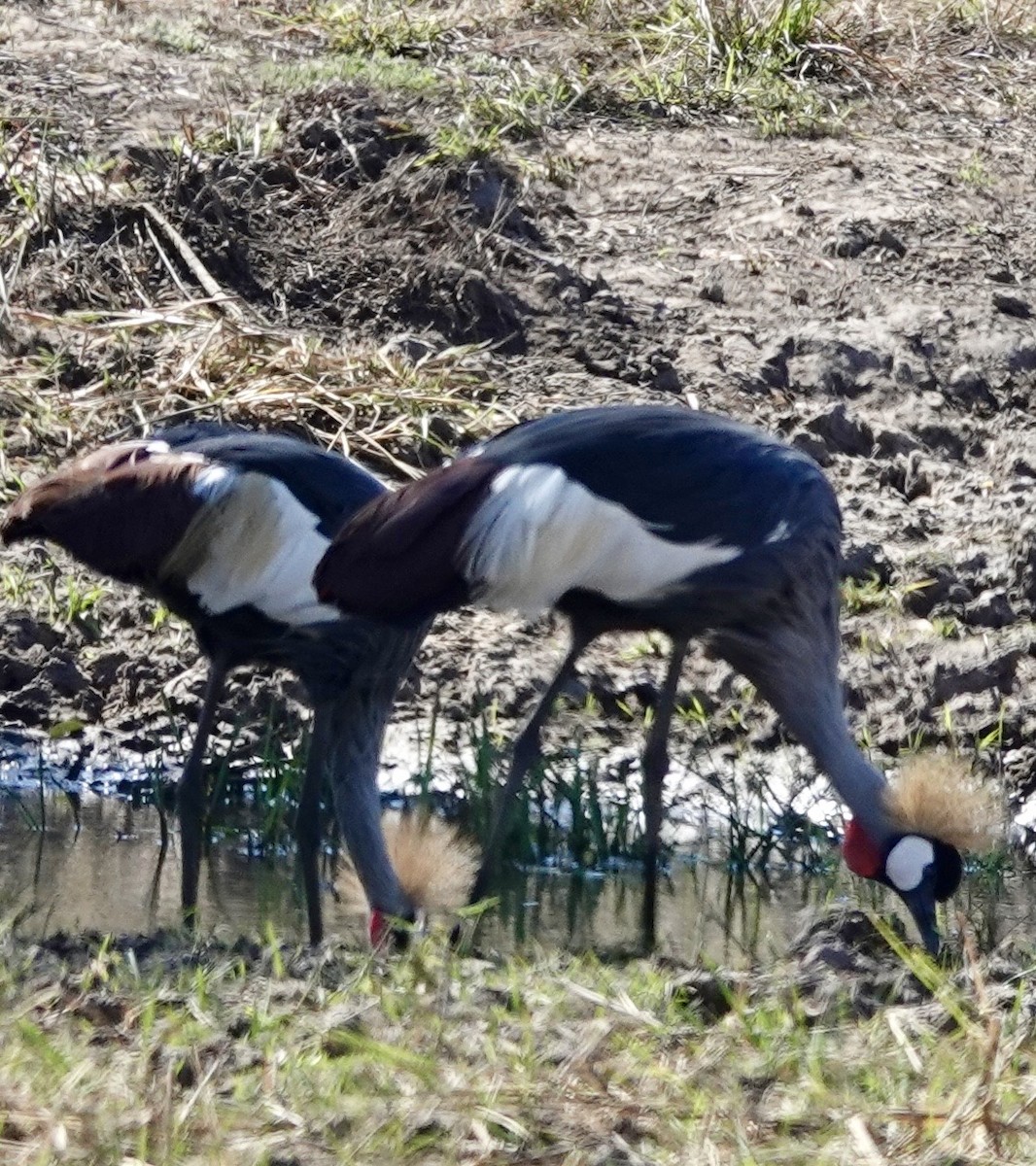 Gray Crowned-Crane - ML642988569