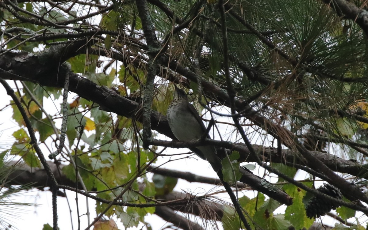 Gray-cheeked Thrush - ML642988576