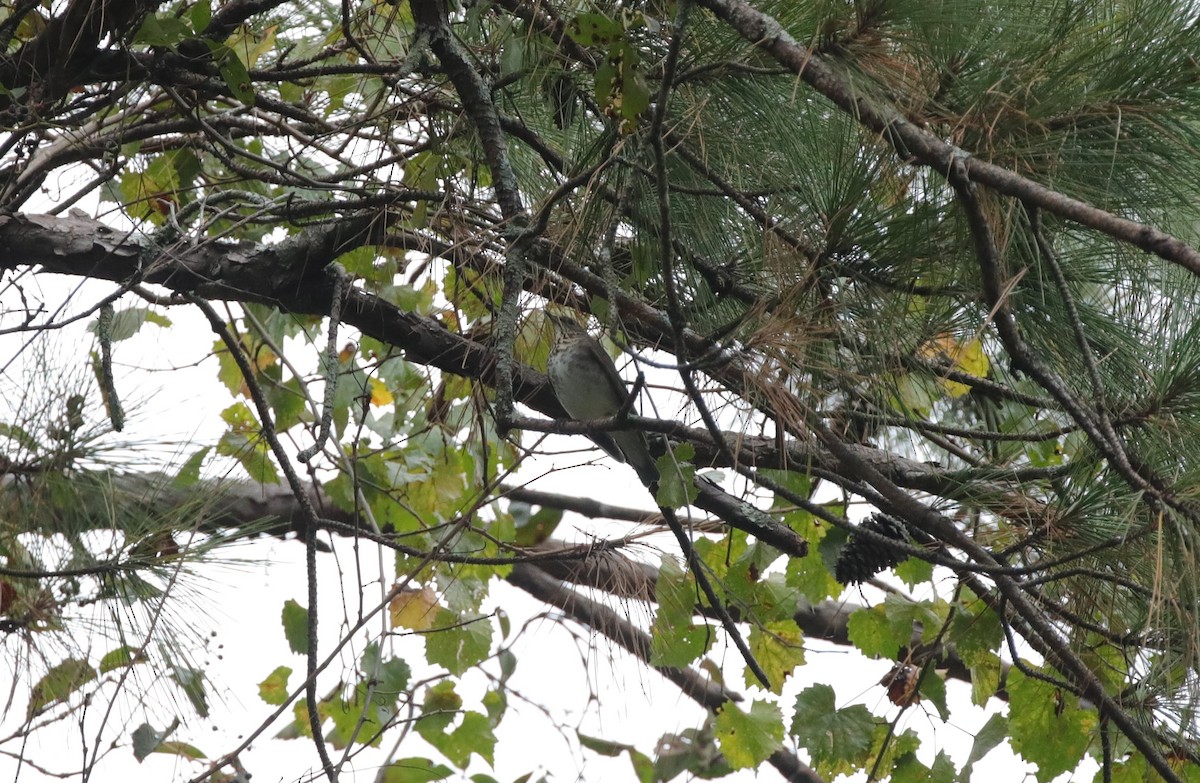 Gray-cheeked Thrush - ML642988578