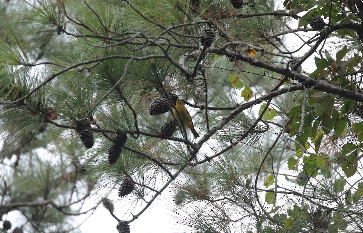 Summer Tanager - ML642988580