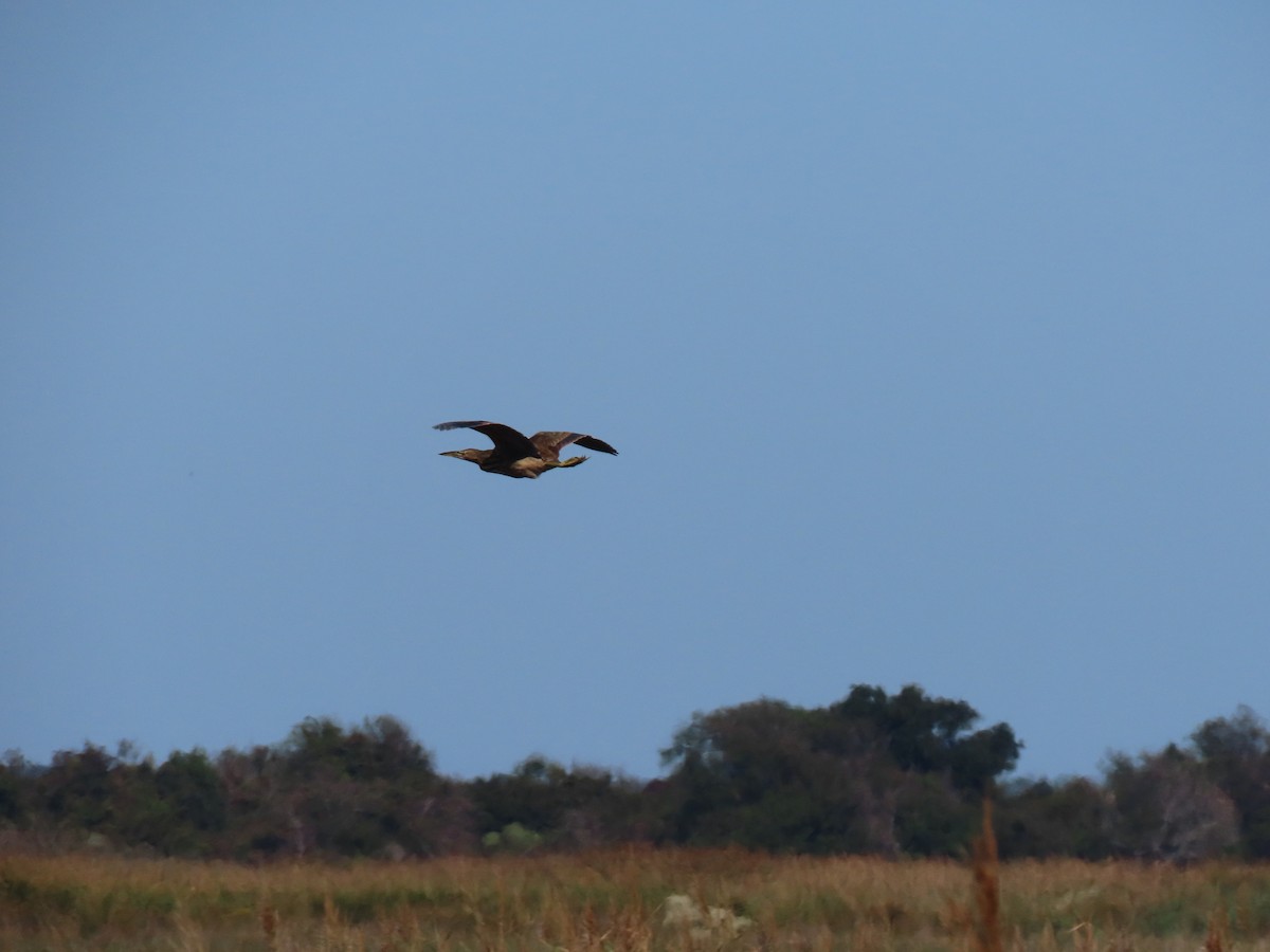 American Bittern - ML642988581