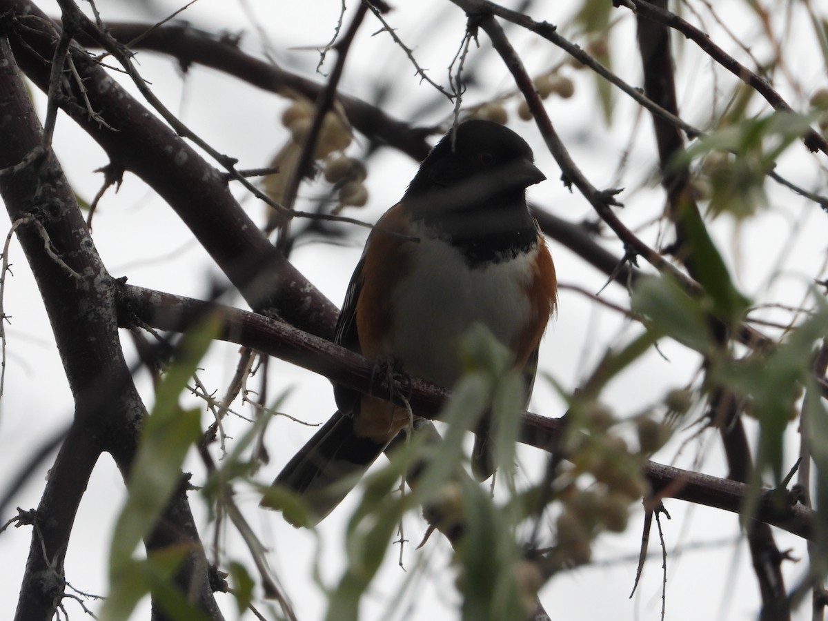 Spotted Towhee - ML642988582