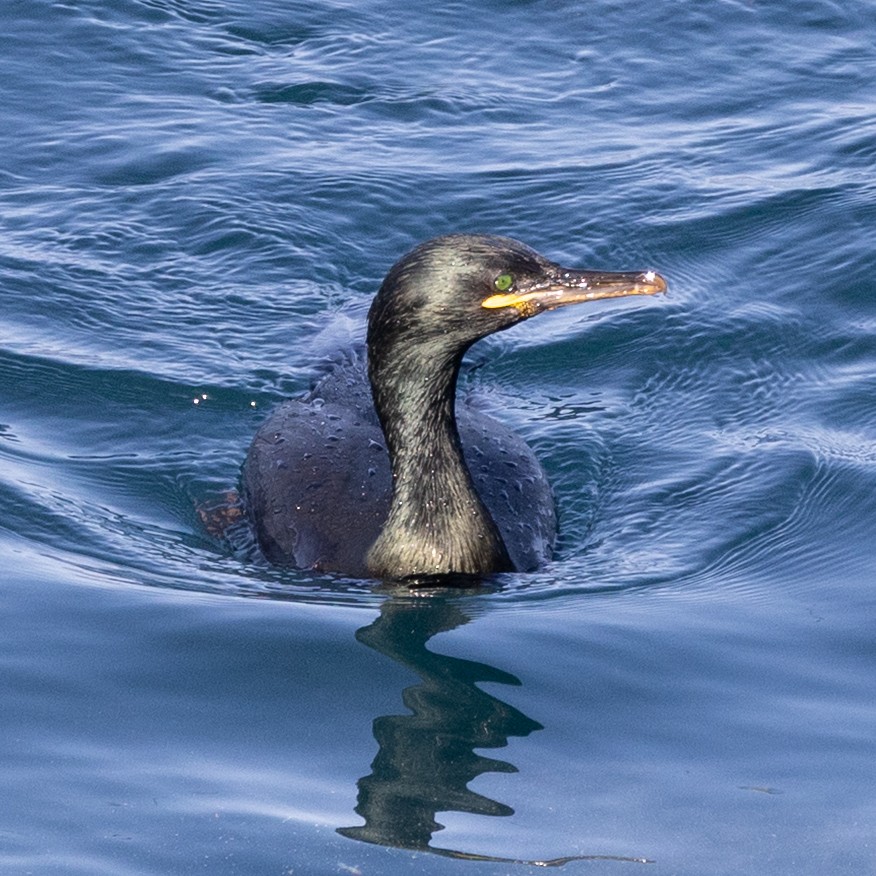 European Shag - ML642988583