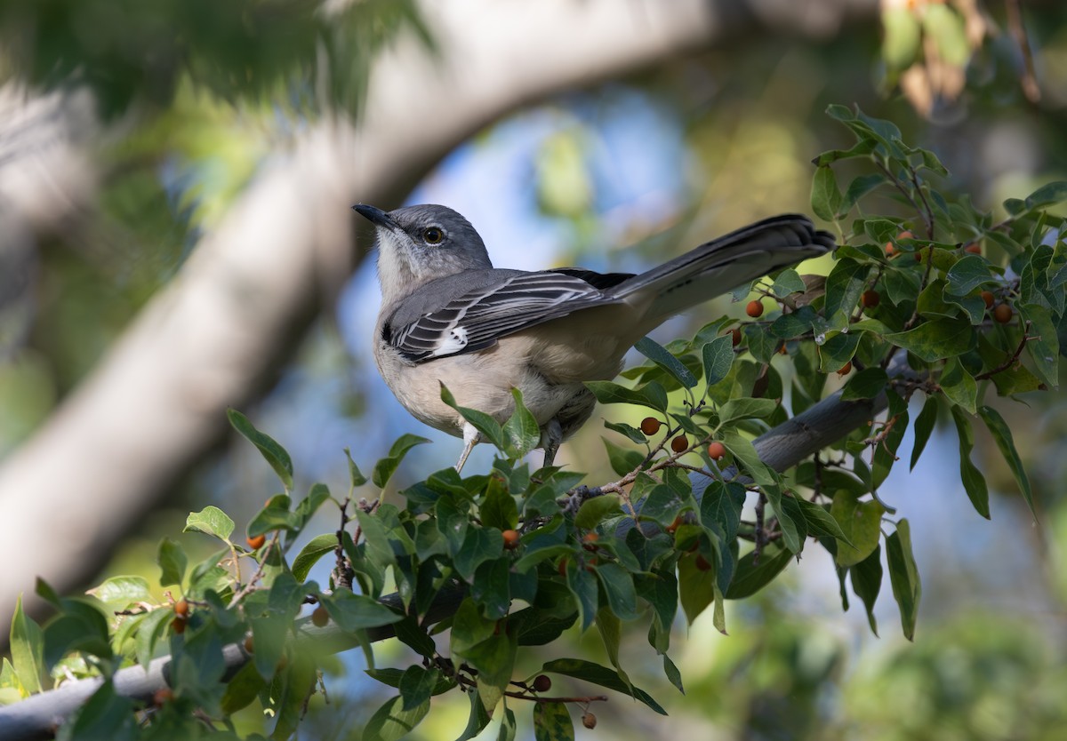 Northern Mockingbird - ML642988585