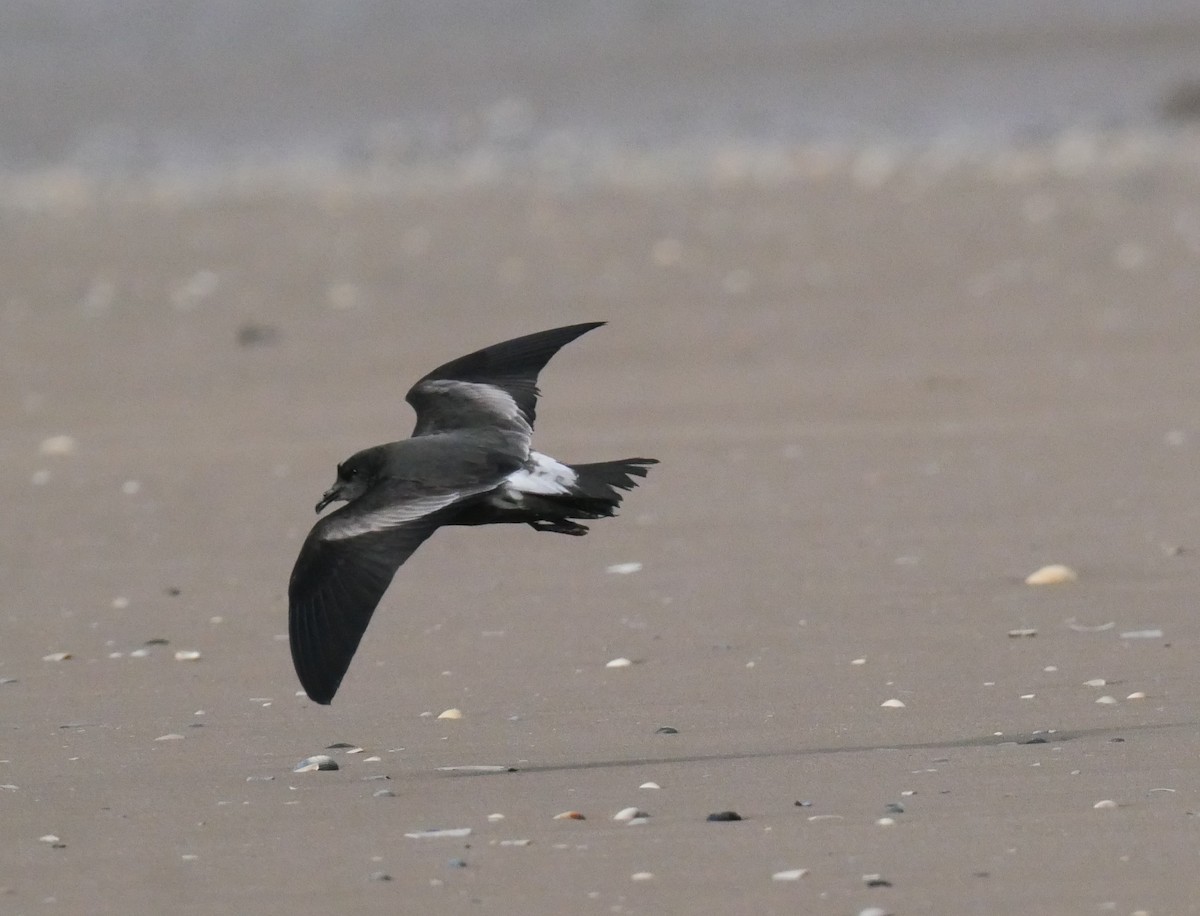 Leach's Storm-Petrel - ML642988589