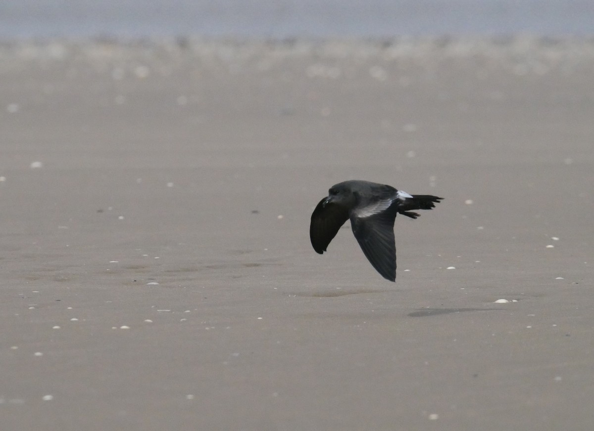 Leach's Storm-Petrel - ML642988590