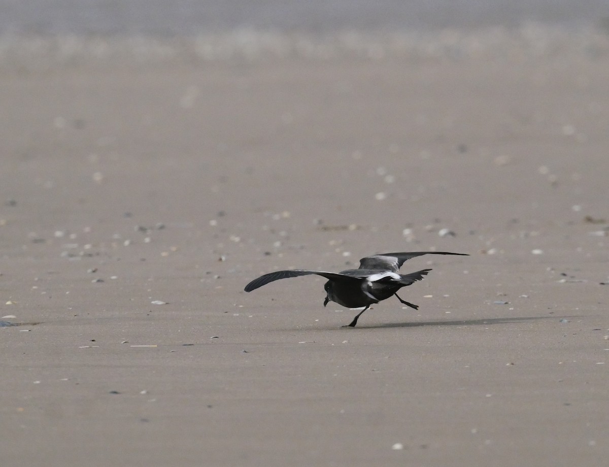 Leach's Storm-Petrel - ML642988591