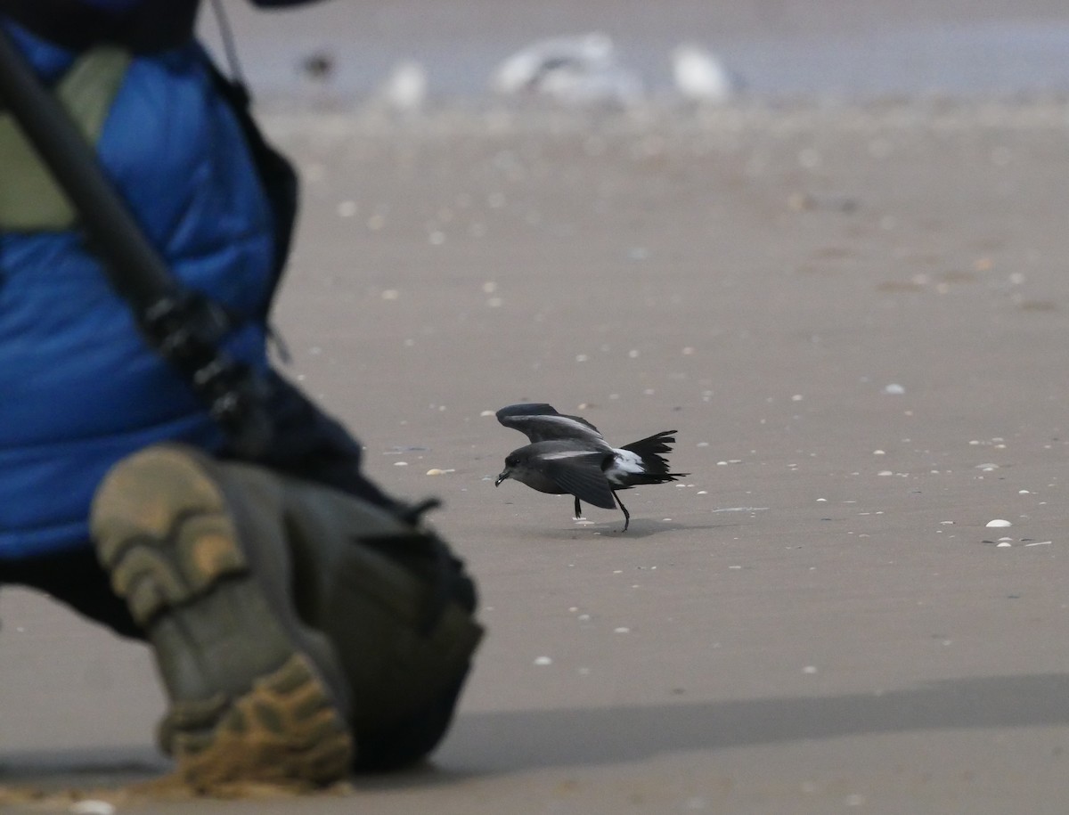 Leach's Storm-Petrel - ML642988592