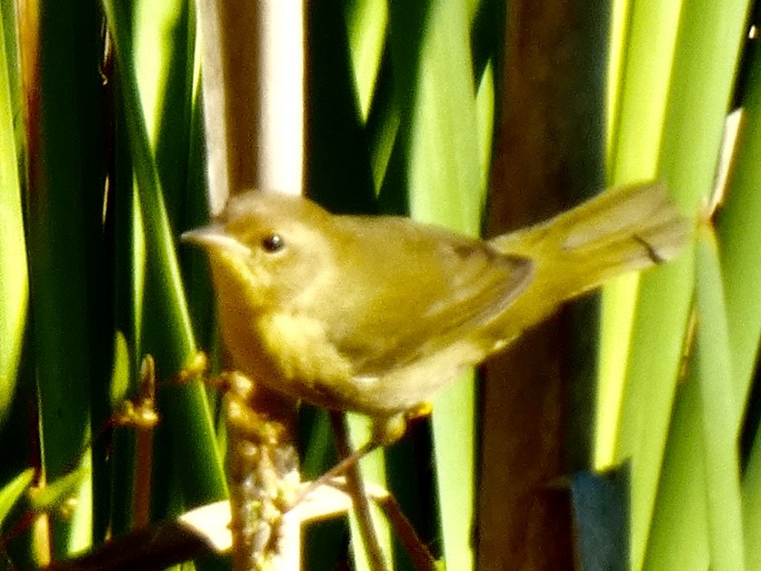 Common Yellowthroat - ML642988594