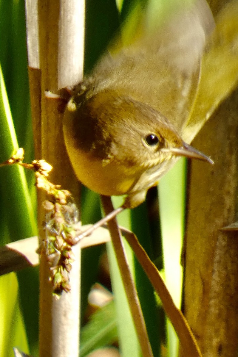 Common Yellowthroat - ML642988595
