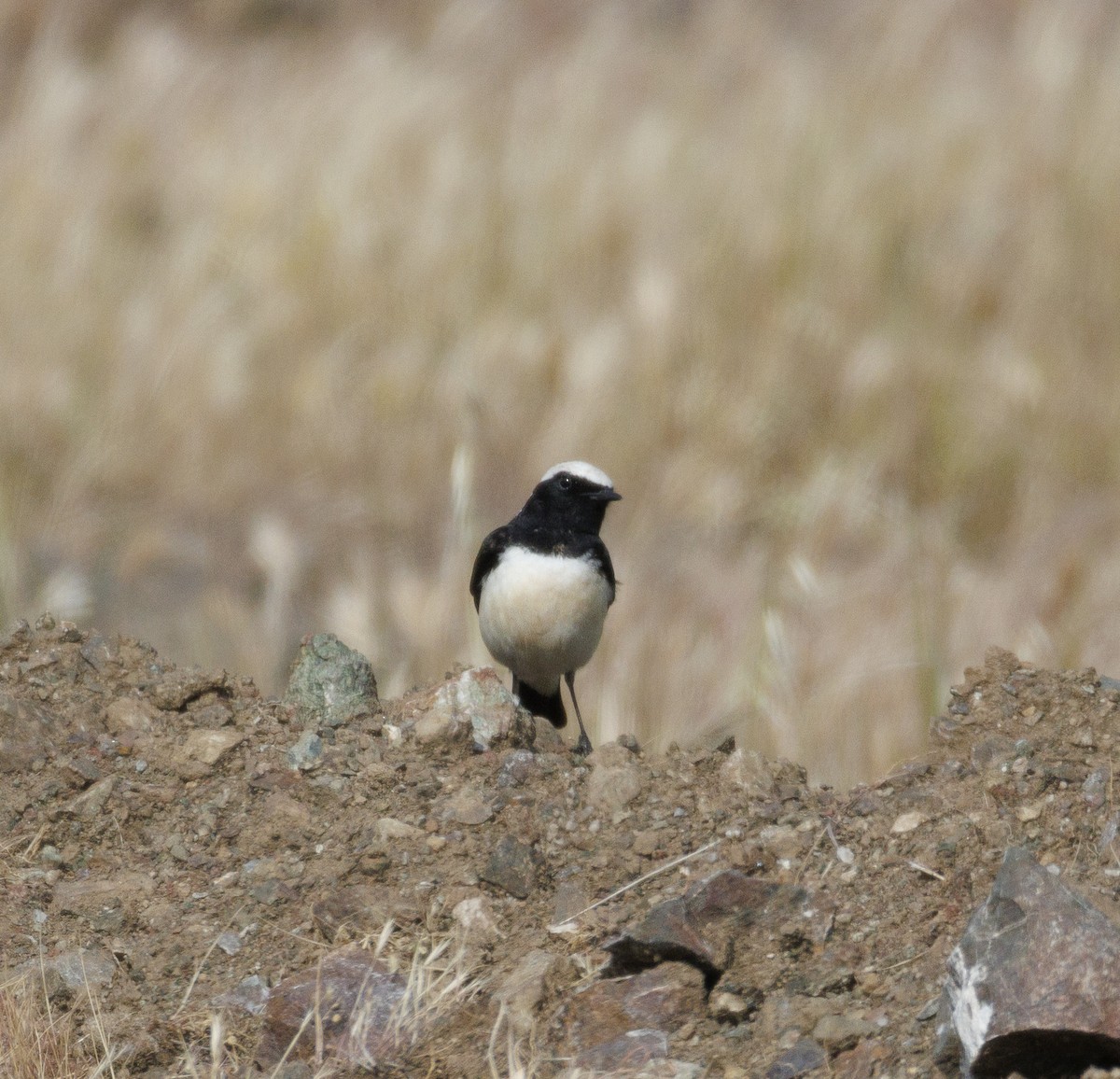 Cyprus Wheatear - ML642988596