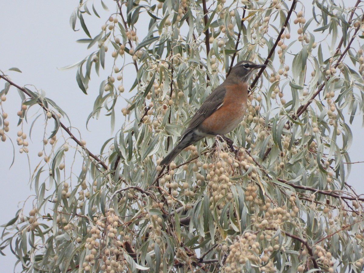 American Robin - ML642988597