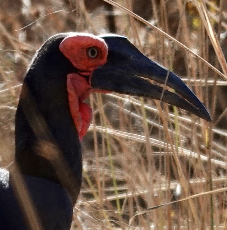 Southern Ground-Hornbill - ML642988599