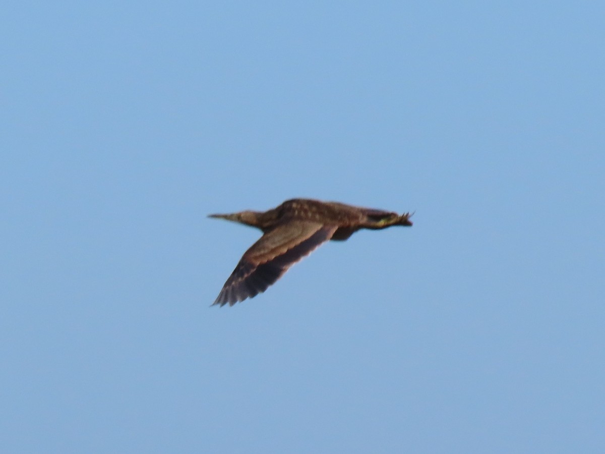 American Bittern - ML642988603