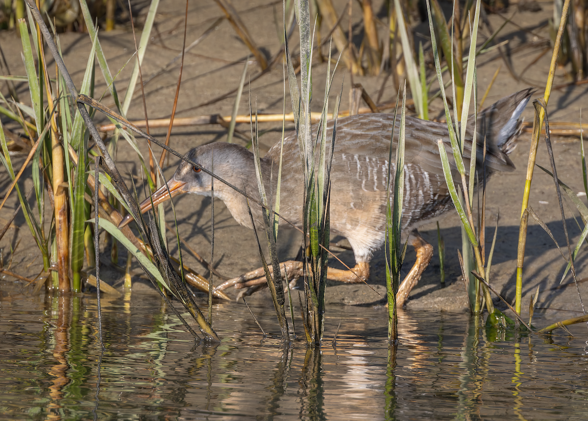 Clapper Rail - ML642988607