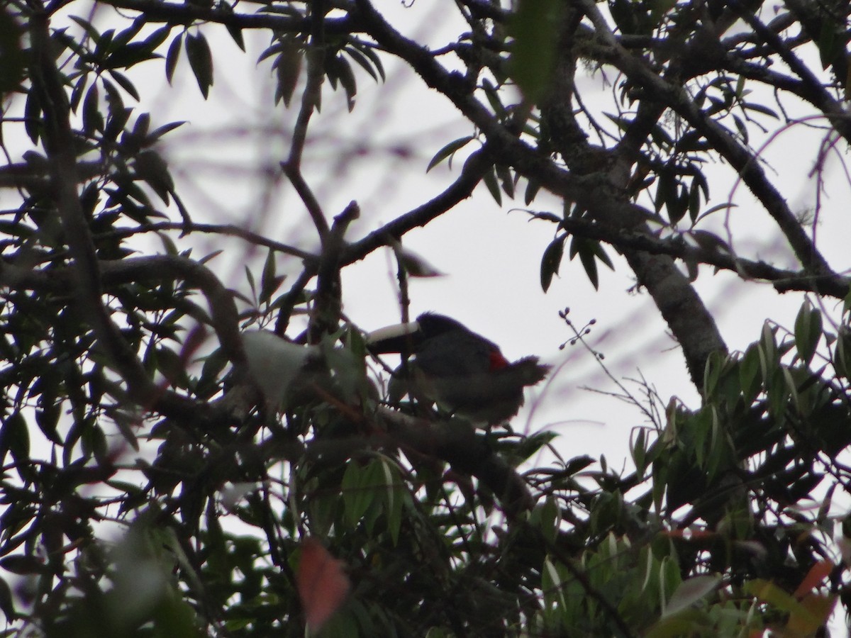 Black-necked Aracari - ML642988611