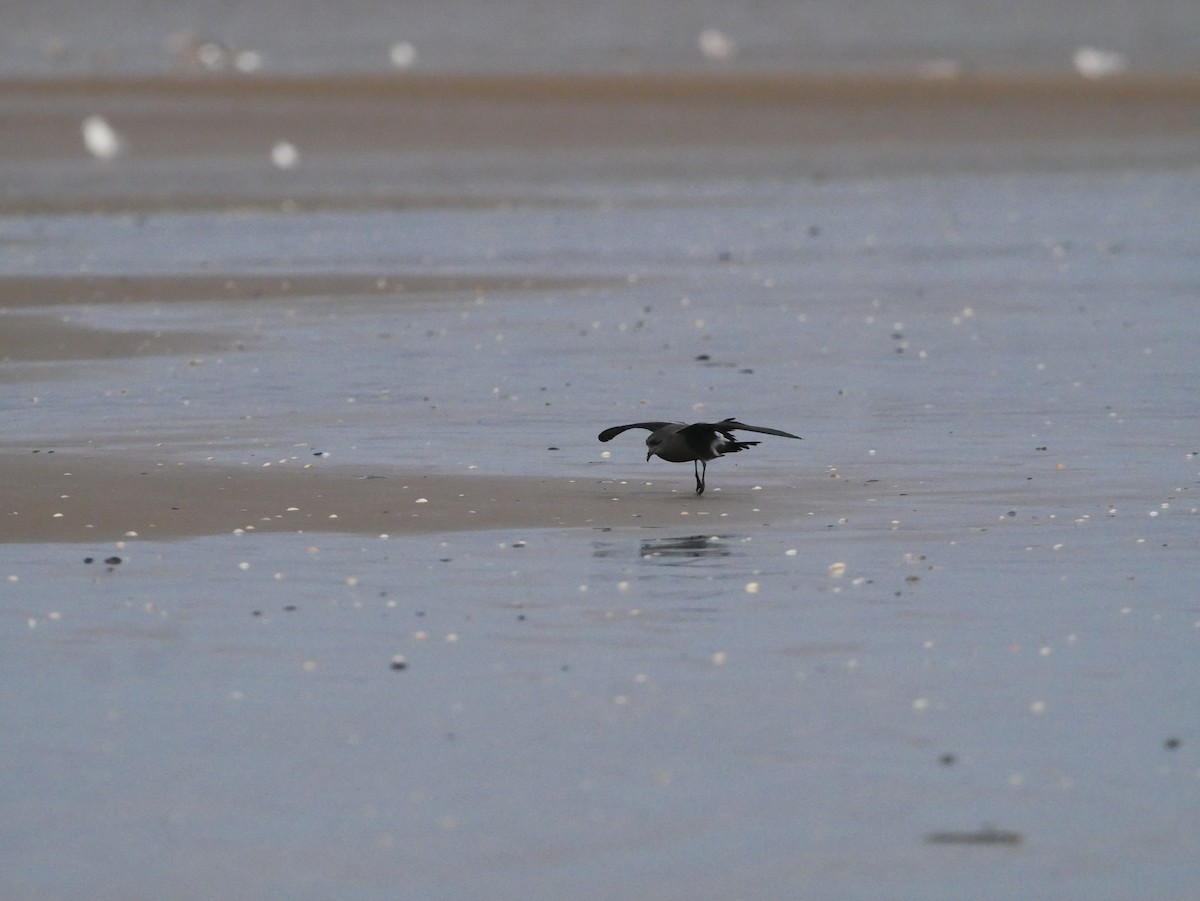 Leach's Storm-Petrel - ML642988636