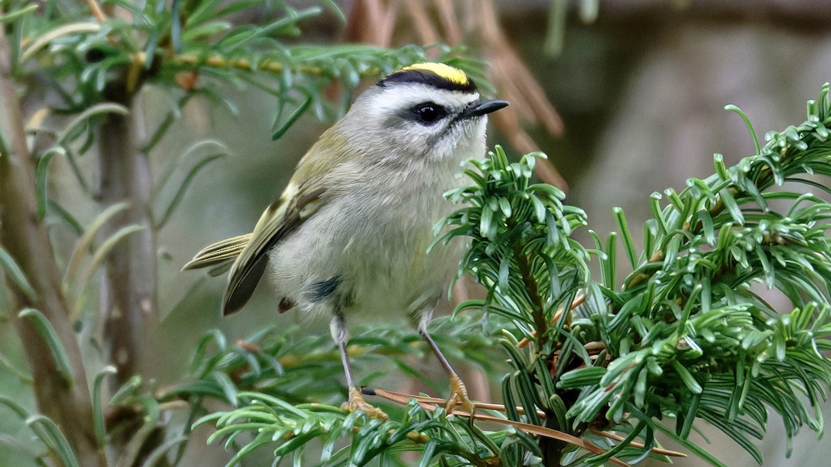 Golden-crowned Kinglet - ML642988637