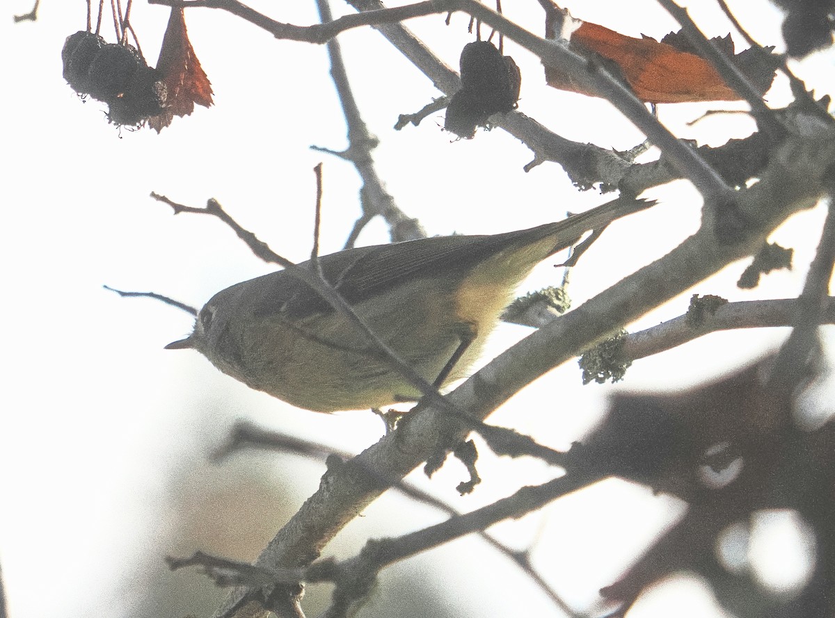 Ruby-crowned Kinglet - ML642988644