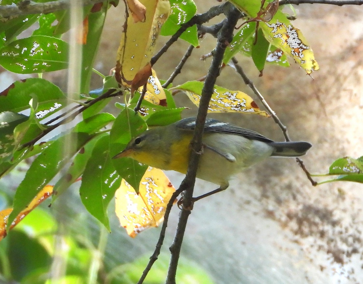 Northern Parula - ML642988647