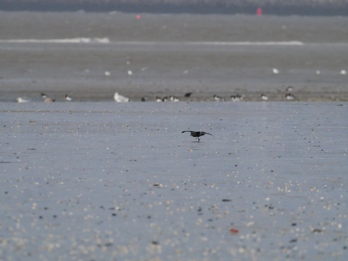Leach's Storm-Petrel - ML642988648