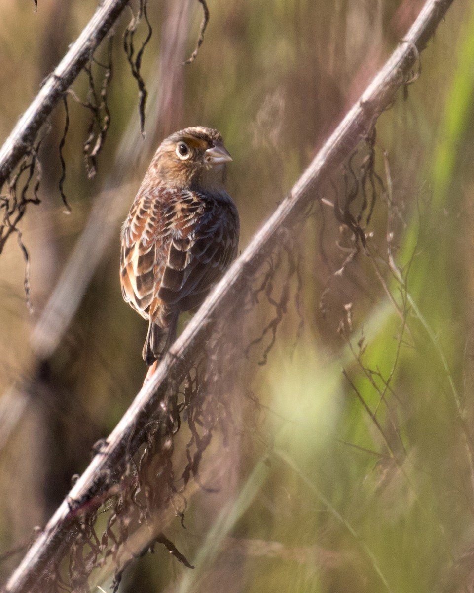 Grasshopper Sparrow - ML642988649