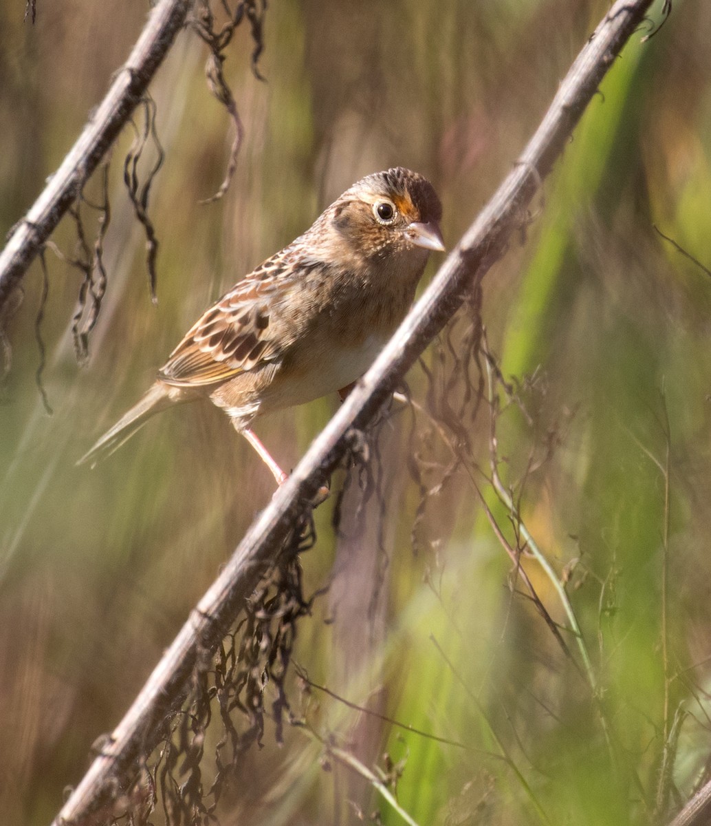 Grasshopper Sparrow - ML642988650