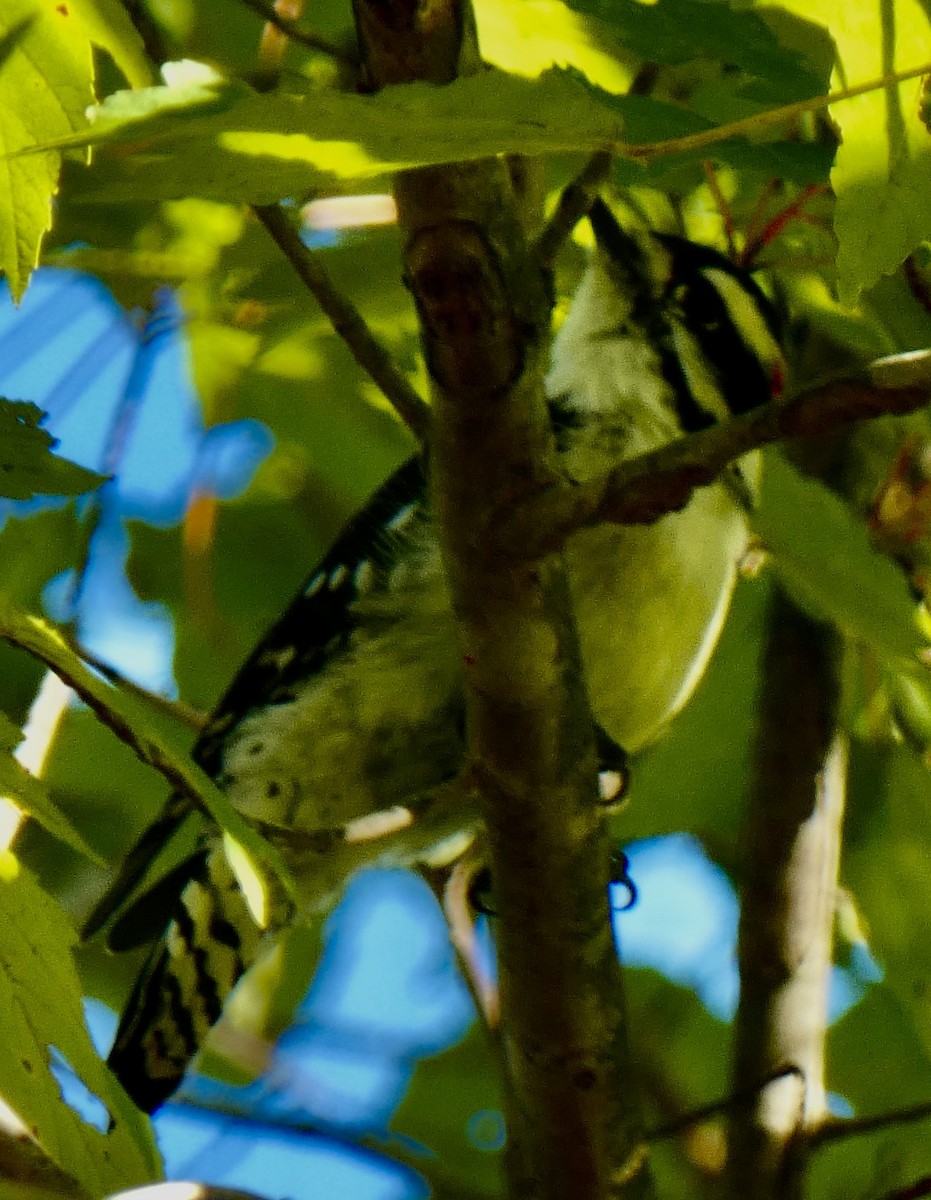 Downy Woodpecker - ML642988653