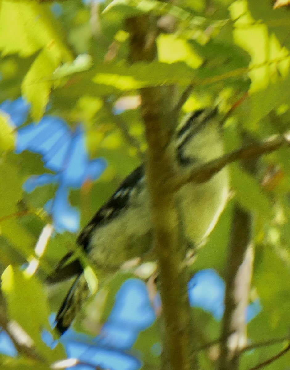 Downy Woodpecker - ML642988654
