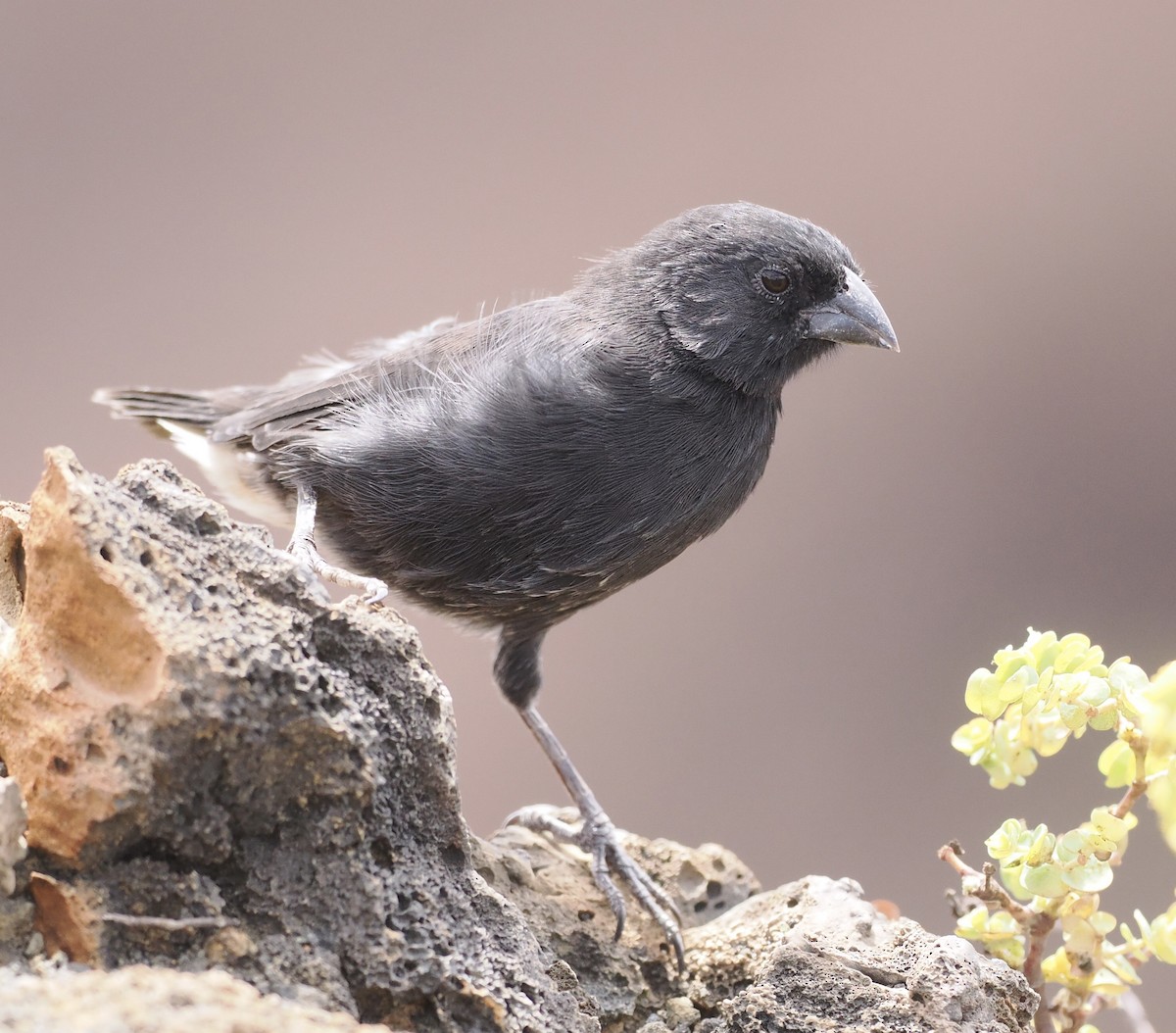 Common Cactus-Finch - ML642988655