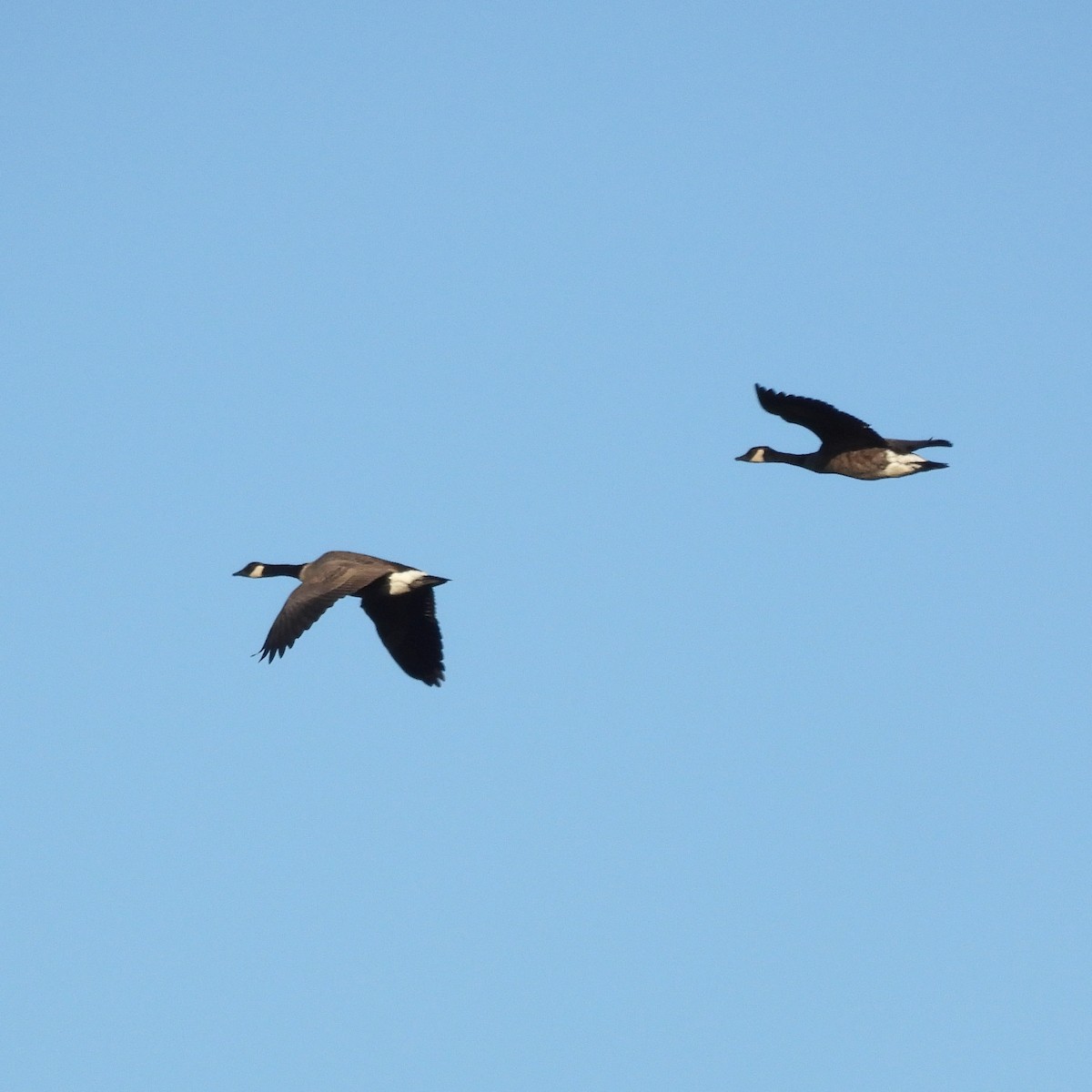 Canada Goose - ML642988656
